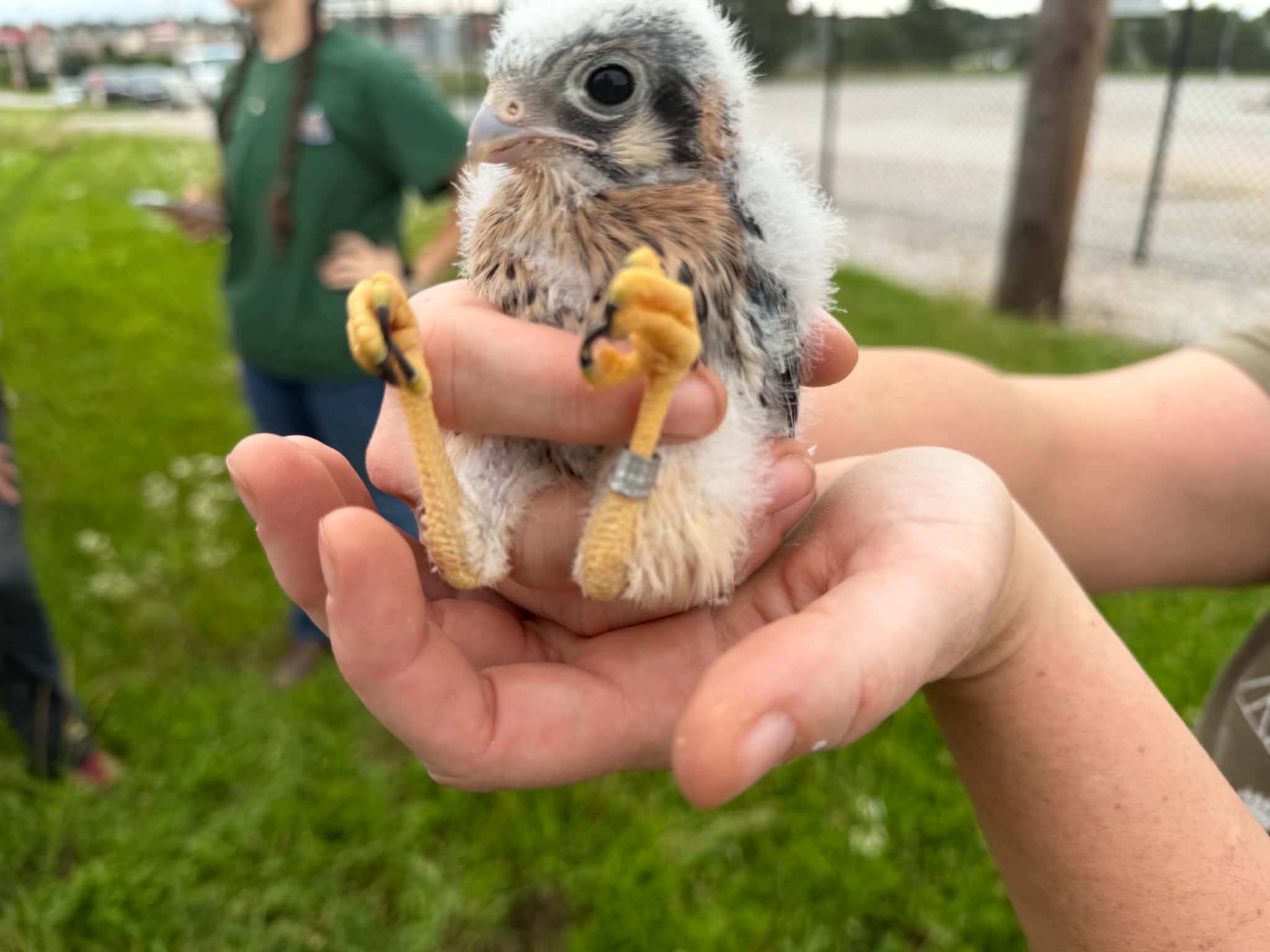 Banding together: Kestrels act as pest control through Department of Conservation partnership